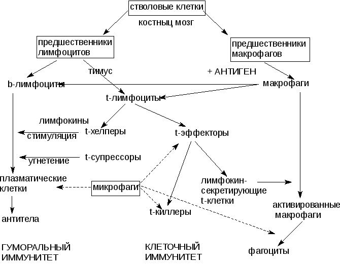 Составьте схему ответа иммунной системы на проникновение в организм возбудителя ангины 8 класс