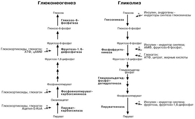 Синтез глюкозы в организме. Гликолиз и глюконеогенез схема. Гликолиз схема процесса. Глюконеогенез схема процесса. Регуляция гликолиза и глюконеогенеза схема.