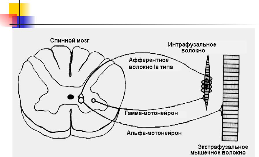 Нейроны спинного мозга характеристика. Альфа мотонейрон спинного мозга. Альфа мотонейроны спинного мозга функции. Гамма мотонейроны спинного мозга. Альфа и гамма мотонейронов спинной мозг.