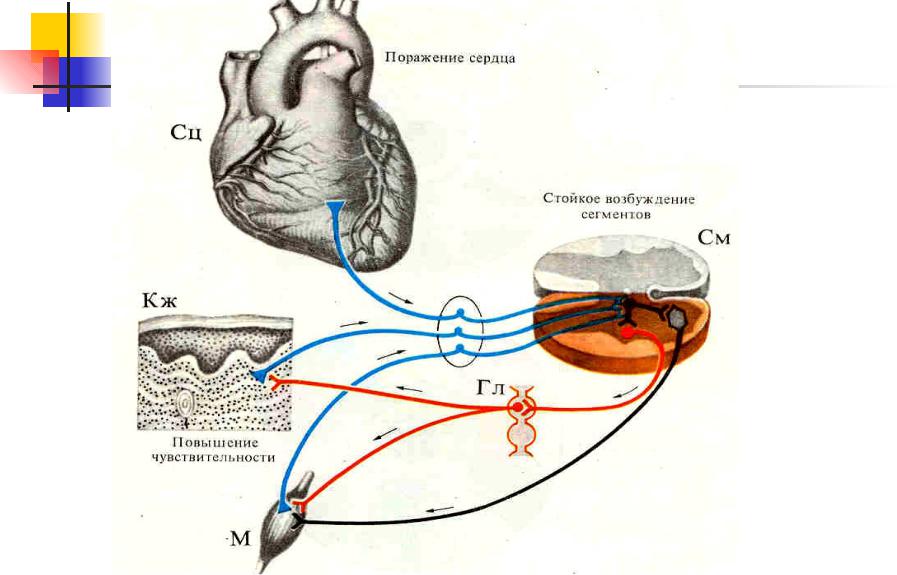Схема рефлекса бейнбриджа физиология