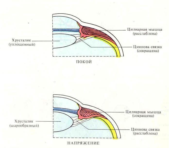 Схема механизма аккомодации