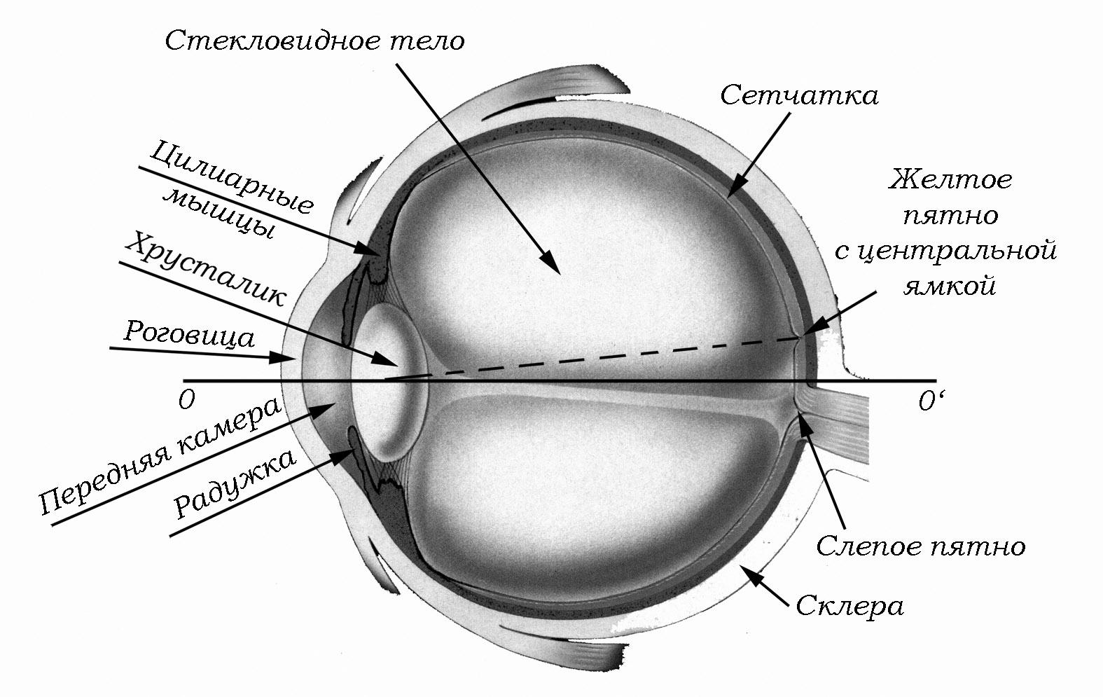К оптической системе глаза относятся хрусталик