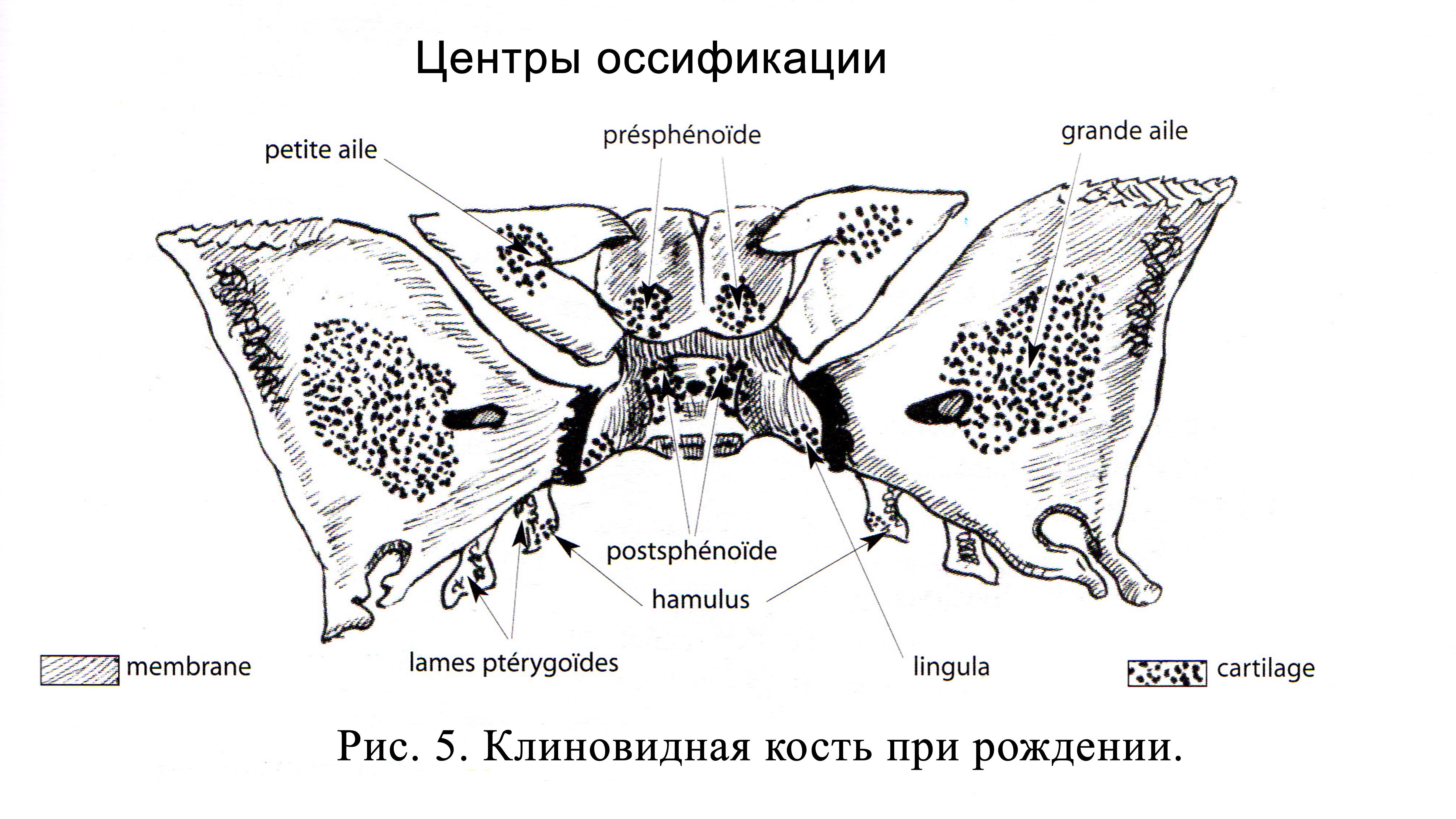 Крыловидный отросток кт