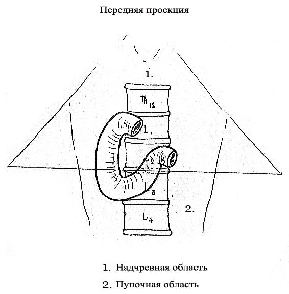 Глава 3. Проекция органов брюшной полости на поверхность брюшной стенки.