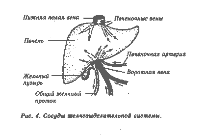 Ворота печени анатомия схема