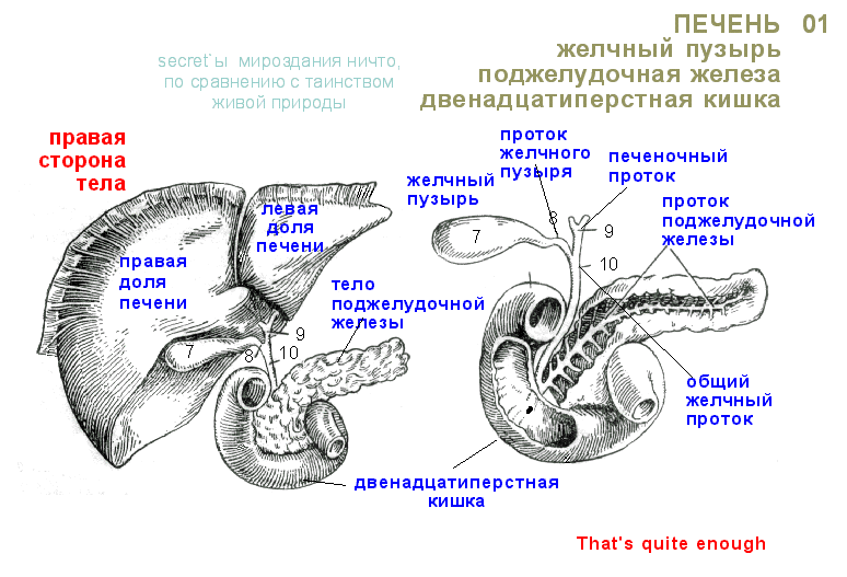 Работа печени и желчного. Анатомия печень желчный пузырь протоки. Пузырный проток поджелудочной железы. Желчные протоки анатомия латынь. Анатомия желчного пузыря и протоков.