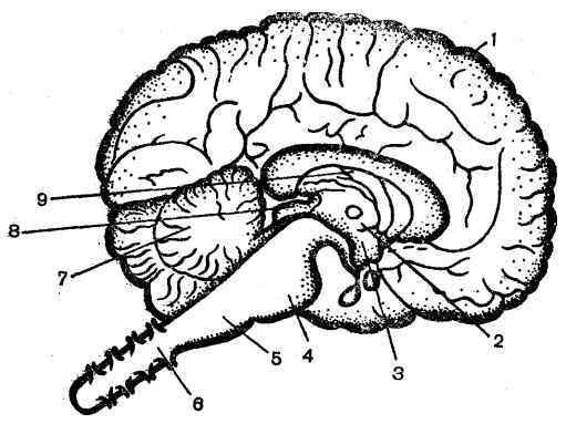 Центральная структура головного мозга. Схема строения центральной нервной системы. Схема ЦНС центральной нервной системы. Строение ЦНС человека схема. Структура ЦНС схема.