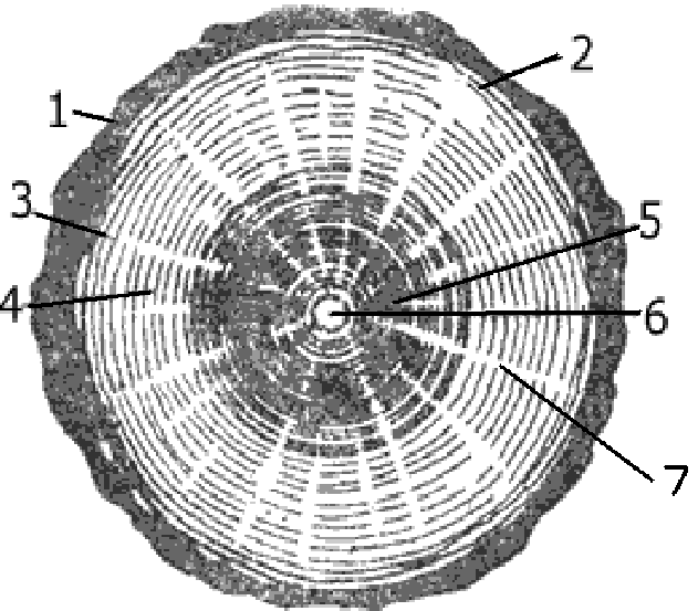 Поперечный срез клена. Ствол клена в разрезе. Макроструктурные единицы древесины. Границы компартментализации на срезе ветки.