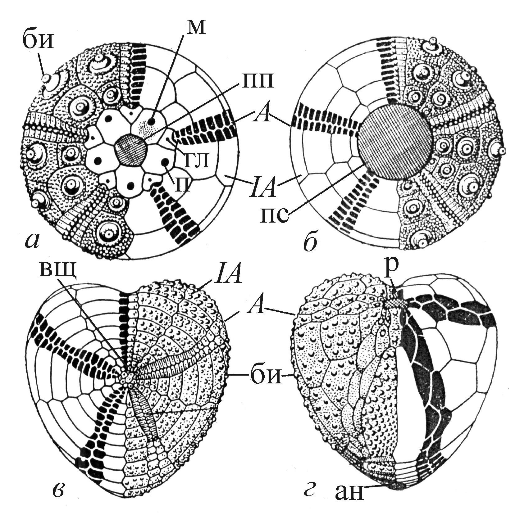 Схема строения морского ежа