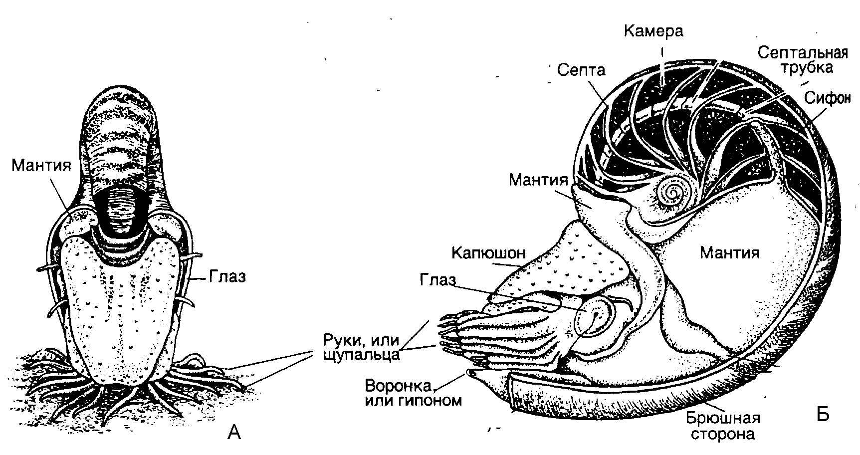 Тело нечленистое округлое поперечное. Головоногие моллюски строение. Строение Cefalopoda. Внутреннее строение Cefalopoda. Схема строения брюхоногого моллюска.