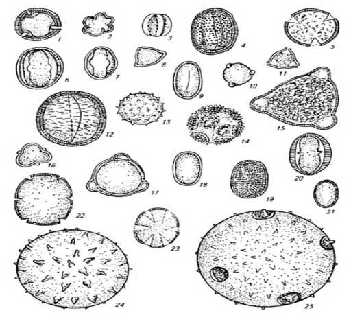 Исследование пыльцы. Пыльцевые зерна растений атлас. Пыльцевые зерна акации. Пыльца гречихи под микроскопом. Атлас пыльцы медоносных растений.
