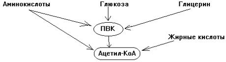 Как регулируется скорость митохондриального окисления во время работы