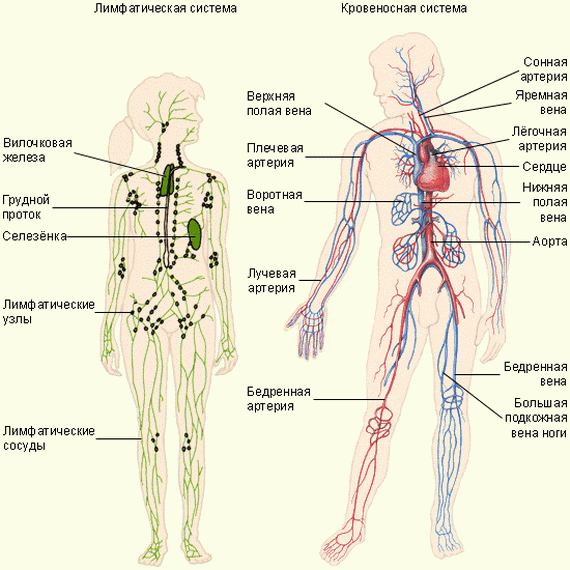 Лимфоузлы ноги человека схема