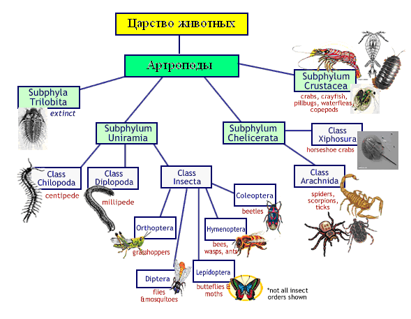 Классификация типа членистоногие. Членистоногие классификация схема. Схема классификации типа членистоногих. Классификация насекомых схема. Классификация насекомых таблица.