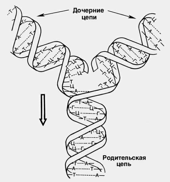 Удваивается молекула днк. Схема редупликации ДНК. Схема репликации молекулы ДНК. Схема процесса репликации ДНК. Репликация самоудвоение ДНК.