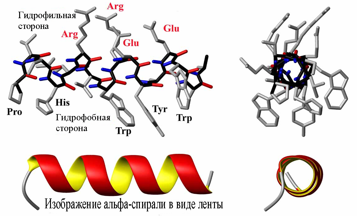 Рисунок биополимеров. Alpha Helix. Биополимеры в медицине. Первичная вторичная и третичная структура биополимеров. Третичная структура макромолекул.