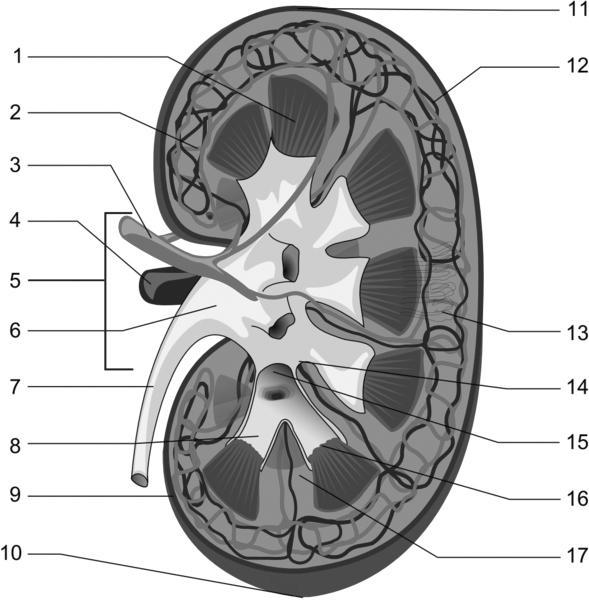 На рисунке 2 изображено строение почки. Строение почки человека биология. Строение почки анатомия чб. Фронтальный разрез почки. Наружное строение почки.