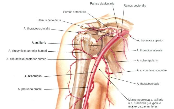 Fájdalomcsillapítás pirulák nélkül: TENS kezelés Aki kezeli a brachialis artrózist