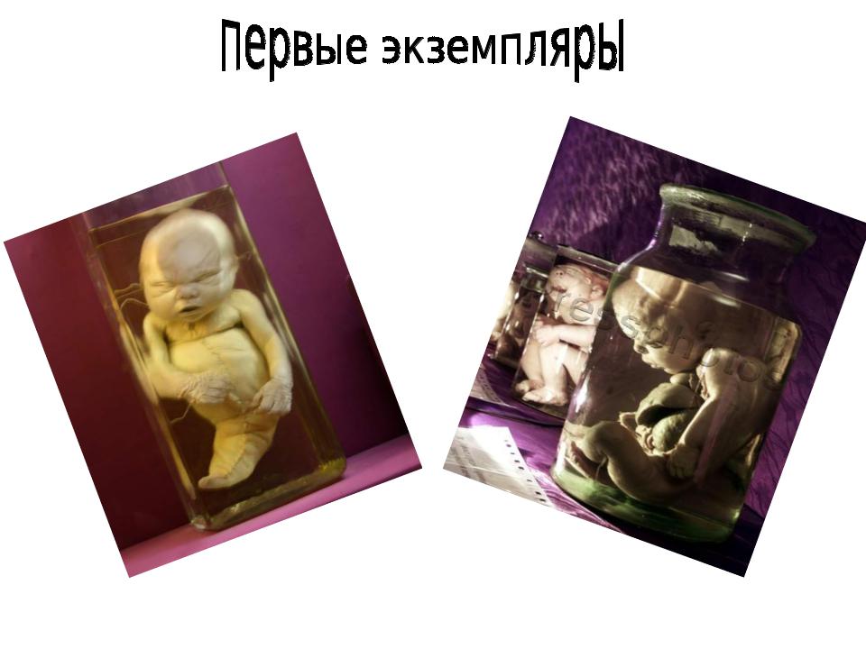 Презентация на тему: КУНСТКАМЕРА