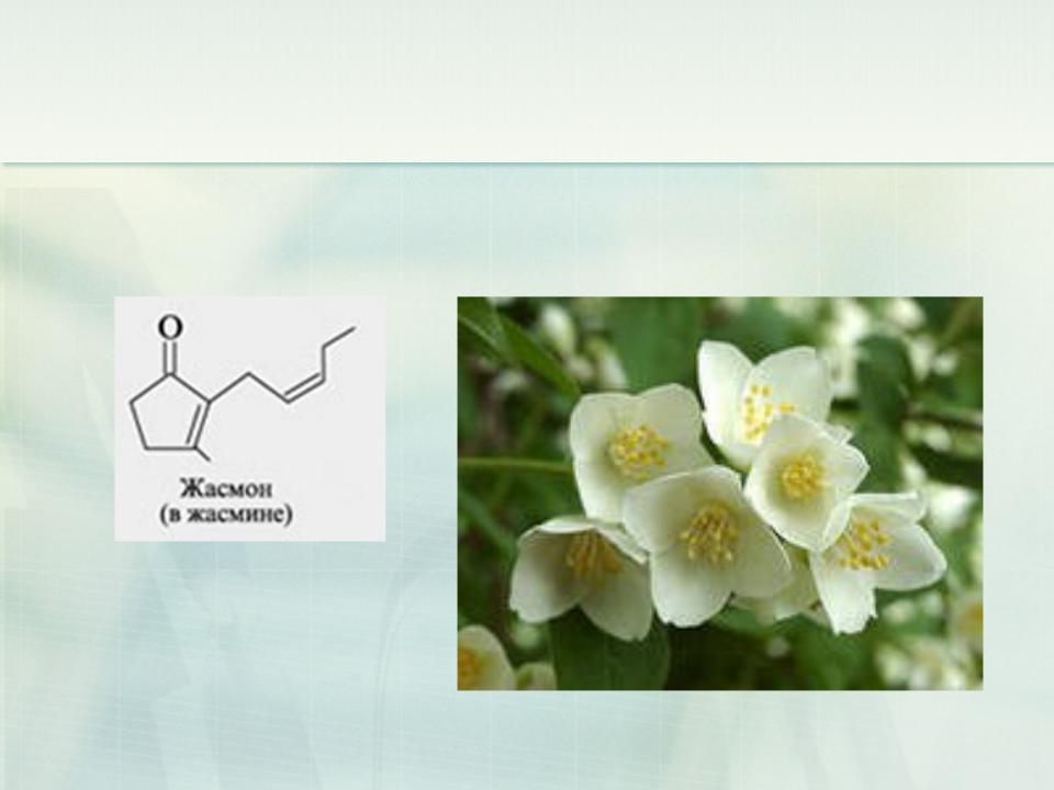 Жасминовый запах какое прилагательное