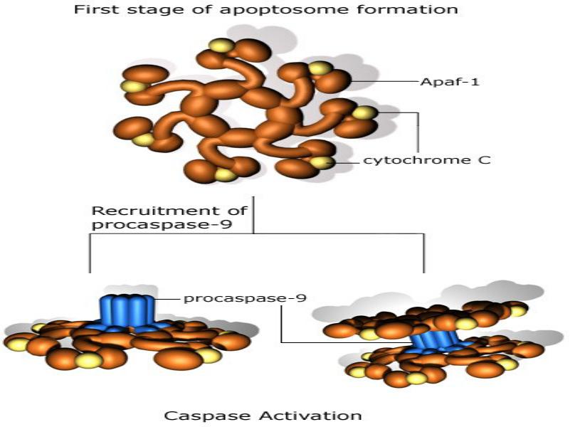Простейшие этапы развития. Апоптосомы. Роль центросомы в образовании Апоптосомы. Из чего состоит Апоптосома. Этапы развития кордицепса.