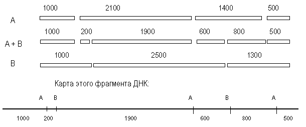 Рестрикционная карта хромосом