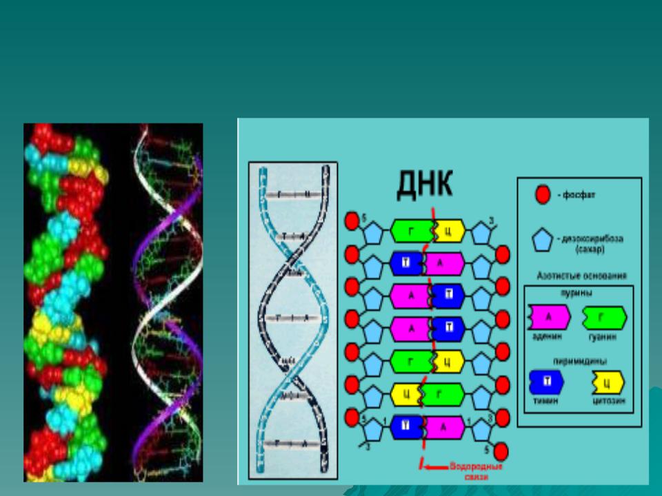 Удваивается молекула днк. Структура ДНК биология. Строение нуклиотида молекулы ЛНК. Какова структура ДНК. Строение нуклеотида молекулы ДНК.