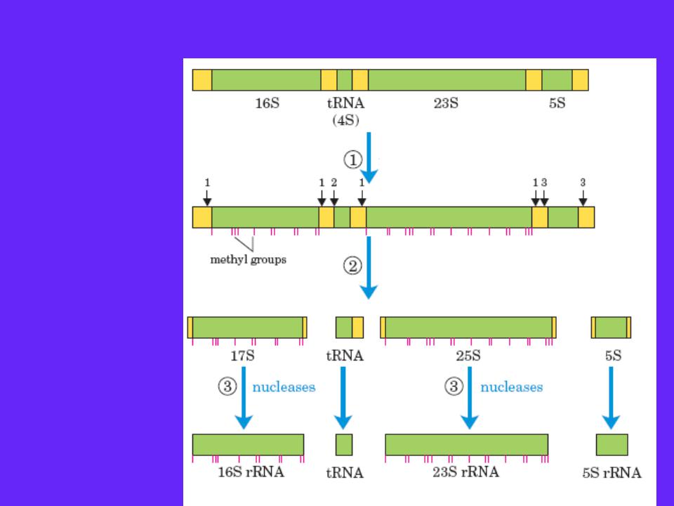 Процесс созревание рнк. Схема процессинга РНК. Процессинг пре РНК. Метилирование РНК процессинг. Процессинг и сплайсинг РНК.