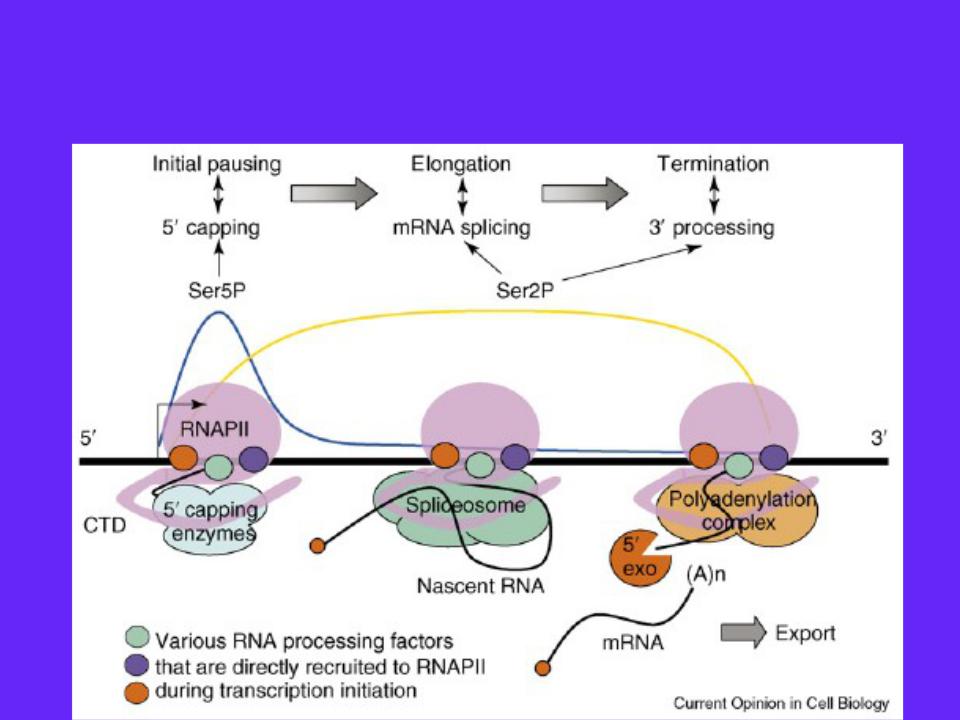 Процессинг синтез. Посттранскрипционные процессы у эукариот. Сплайсинг РНК рибозимы. Процессинг РНК. Схема транскрипции и процессинга.