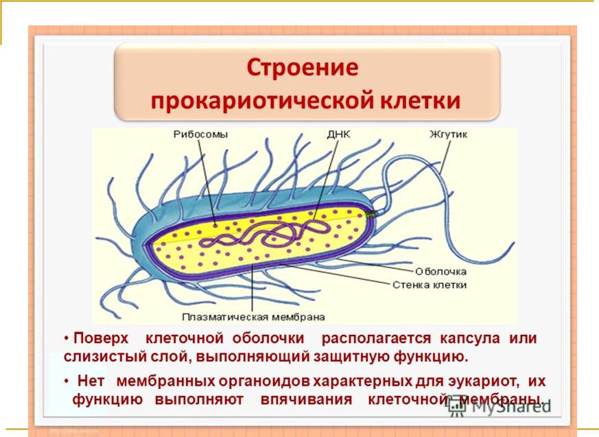 Органоиды клетки прокариотов. Строение прокариотической клетки. Строение клетки Прокариотическая клетка. Строение и функции прокариотической клетки. Строение бактериальной клетки прокариот.