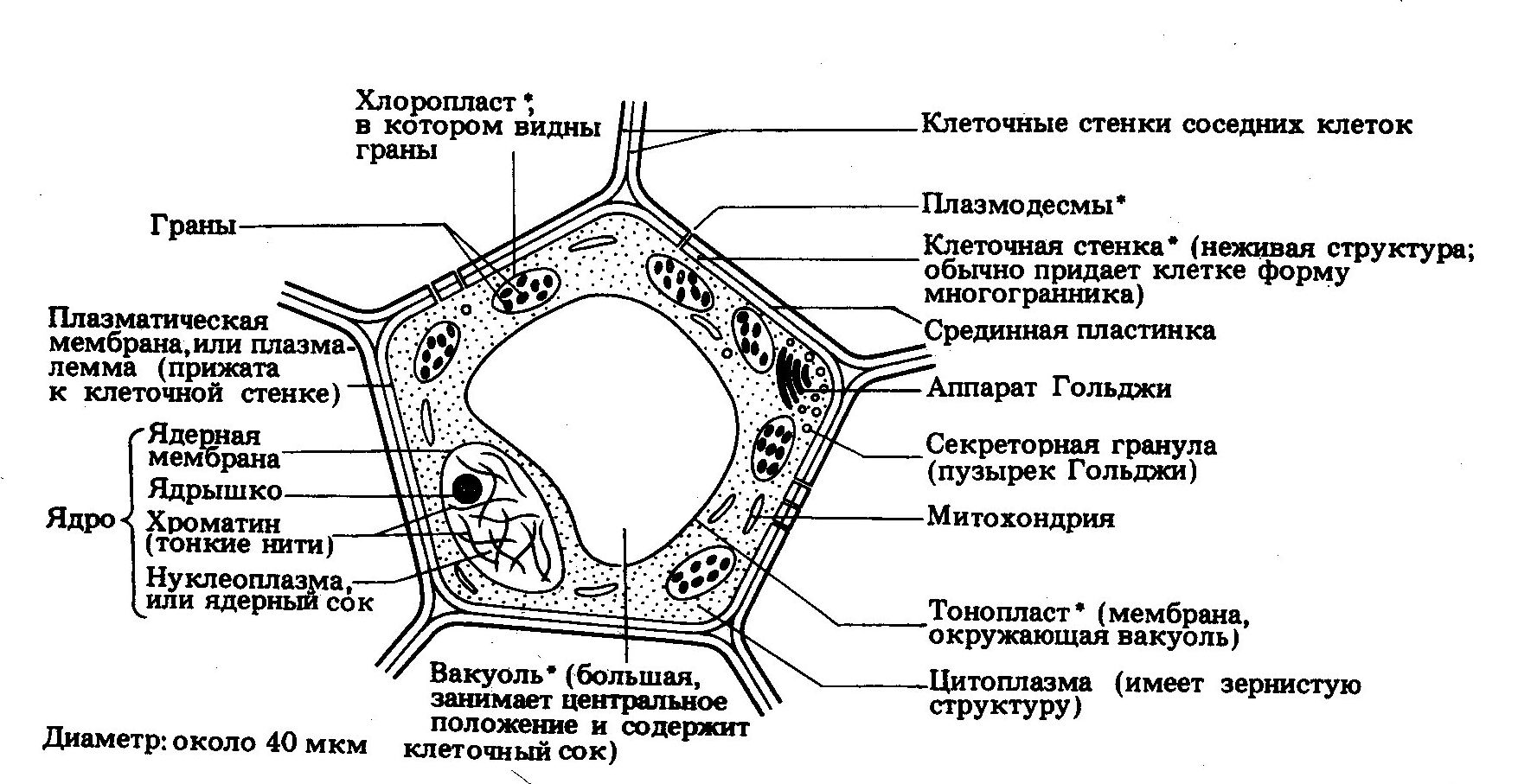 Растения.