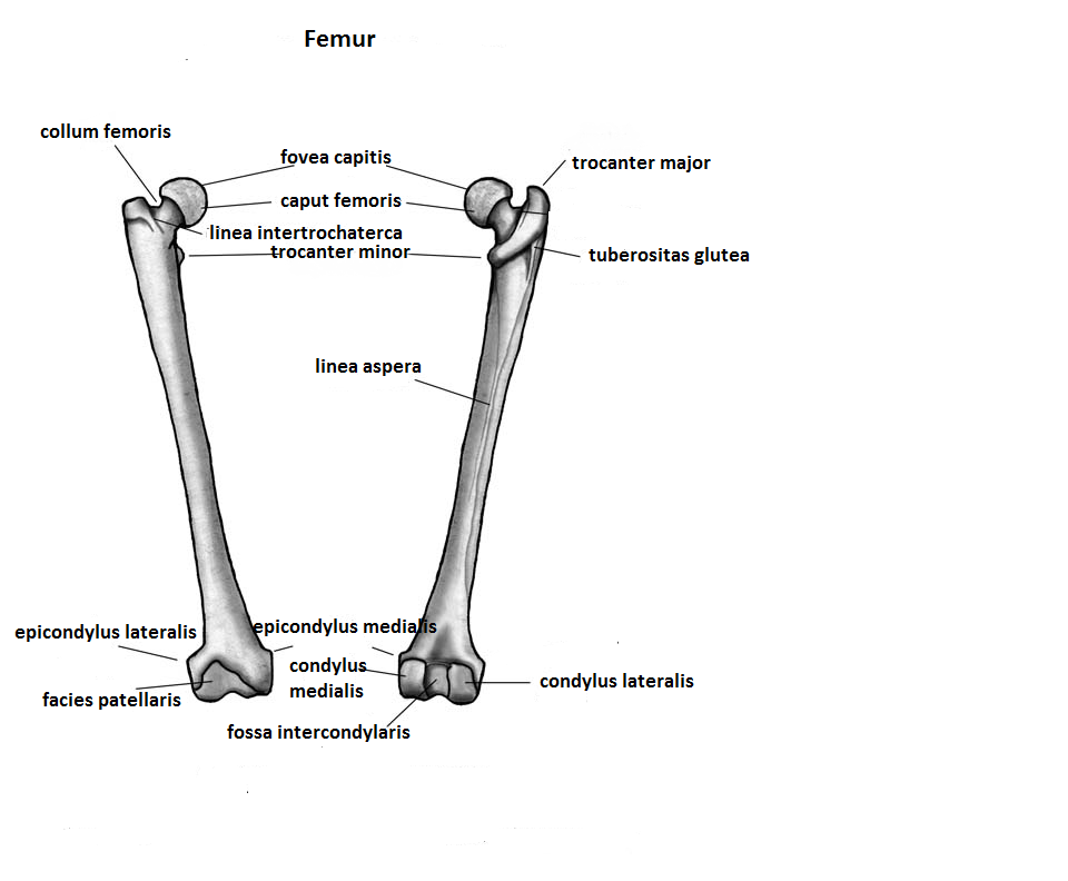 Бедренная кость анатомия строение. Шероховатая линия бедренной кости.