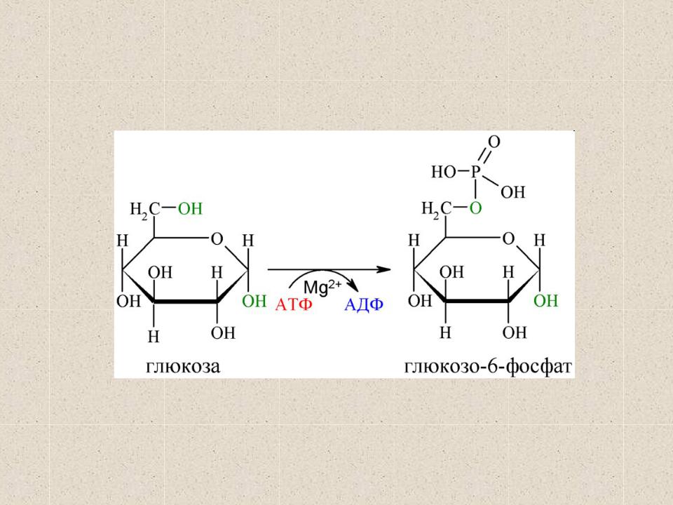 Атф глюкоза адф. Фермент гексокиназа катализирует реакцию. Глюкоза+АТФ глюкозо 6 фосфат фермент. Глюкокиназа и гексокиназа. Фосфорилирование гликолиза гексокиназы.