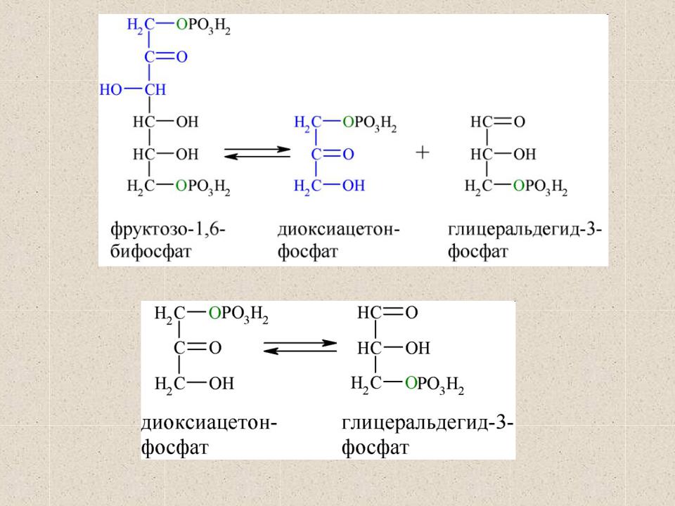 Презентация на тему: Фосфоглюкомутаза