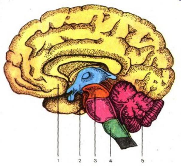 Головной мозг из трех отделов реберное дыхание. Головной мозг человека рисунок. Отделы головного мозга без подписей. Пять отделов конечного мозга.