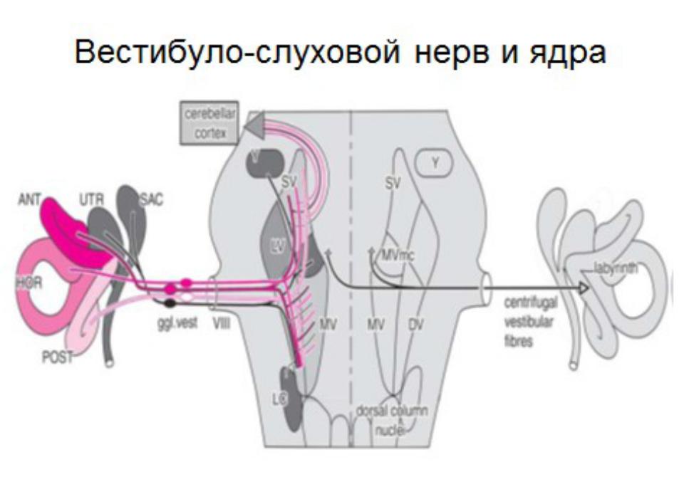 Слуховой нерв в мозге. Вестибуло кохлеарный нерв анатомия. Вестибулослуховоц нерв. Слуховой нерв анатомия. Ядра слухового нерва.