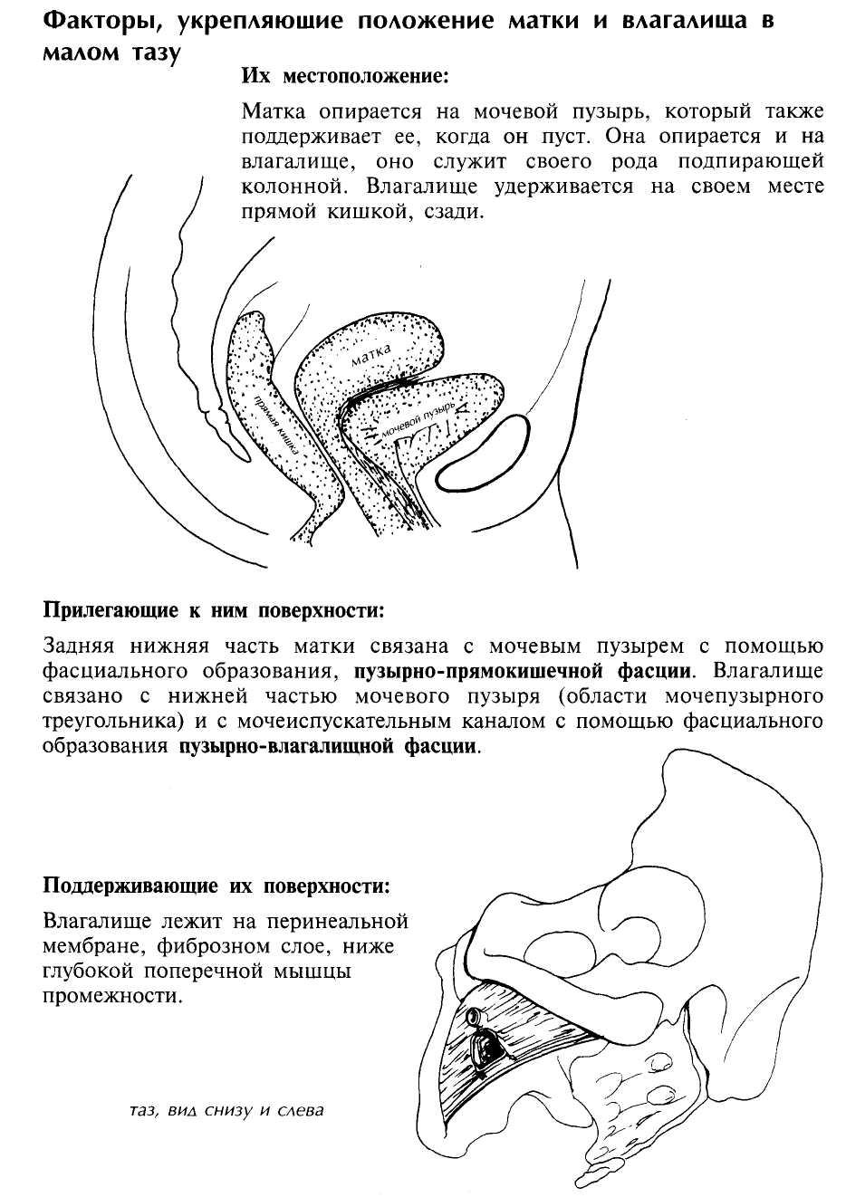 формы и положение члена фото 75