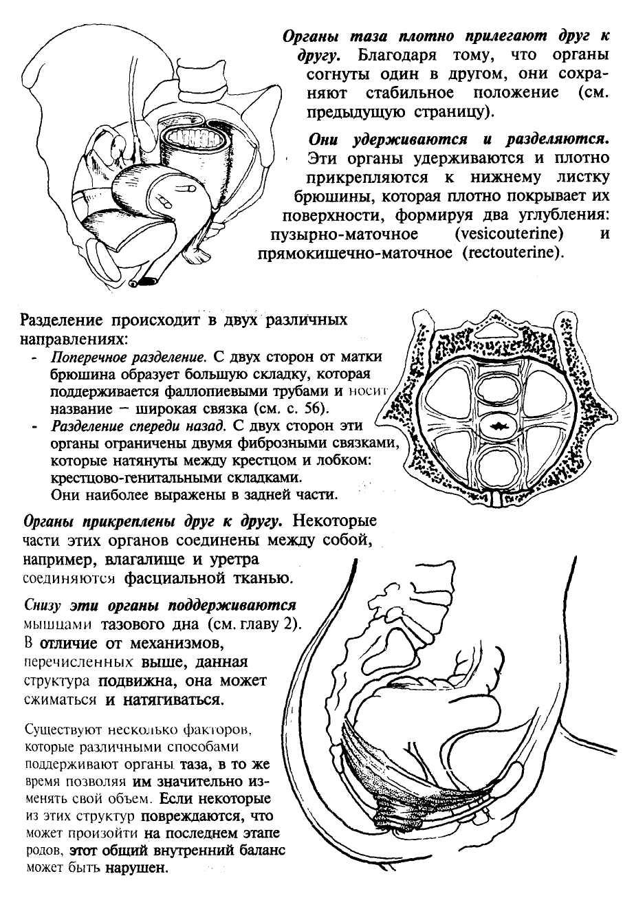 Женские органы малого таза при беременности