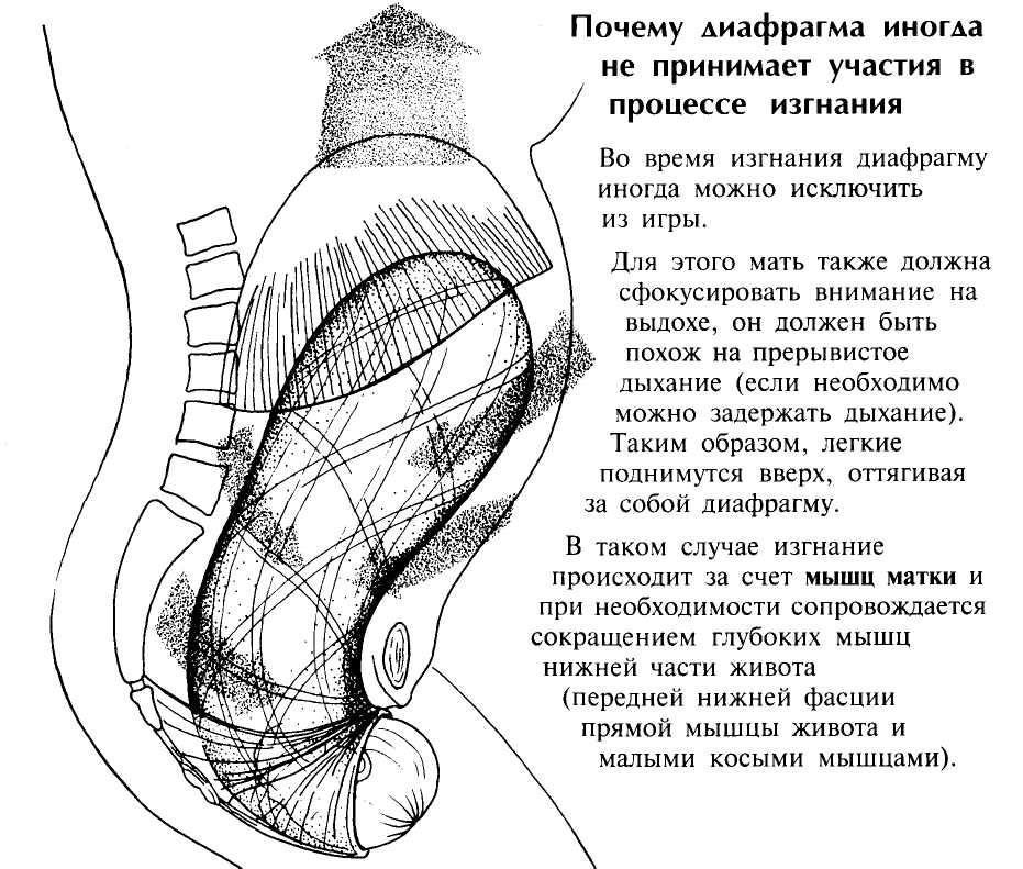 Мышцы матки. Матка мышцы строение. Продольные мышцы матки.