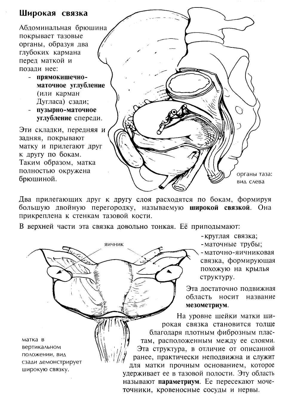 Маточная брюшина. Связки матки схема. Маточная труба и яичник отношение к брюшине.