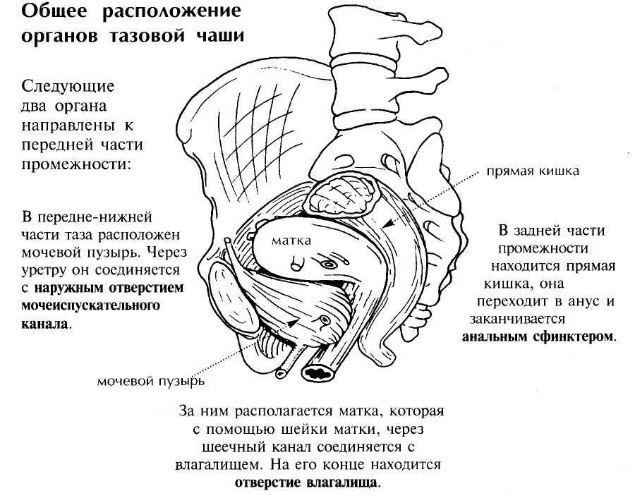 Расположение матки и мочевого пузыря. Строение человека внутренние органы малого таза. Схема расположения органов малого таза. Как расположены органы в области таза. Органы женского малого таза вид сбоку.