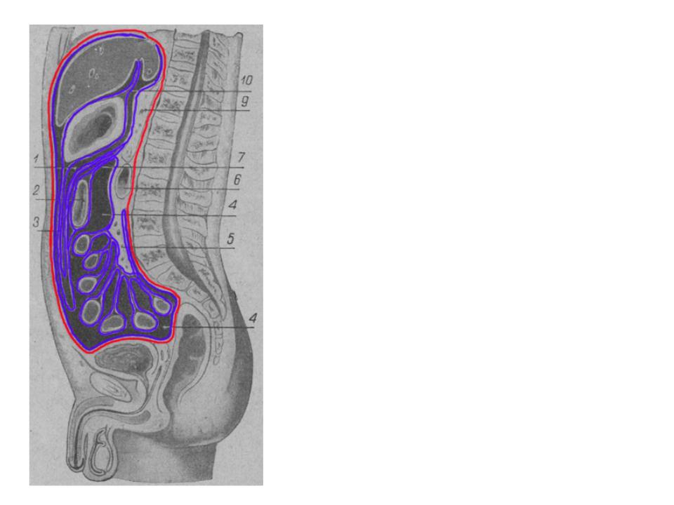 Ход брюшины рисунок