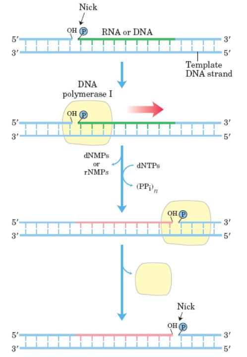 Формирование рнк. Экзонуклеазная активность ДНК полимеразы. Образование РНК праймера схема. Ник трансляция ДНК. Праймеры ДНК.
