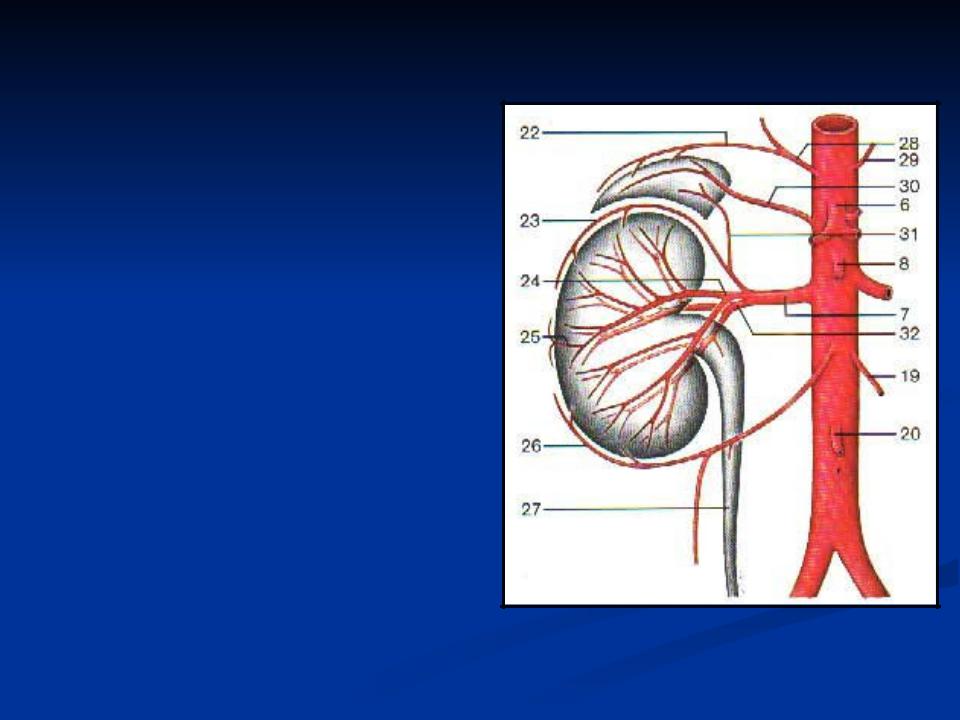 Тромбоз почечной артерии