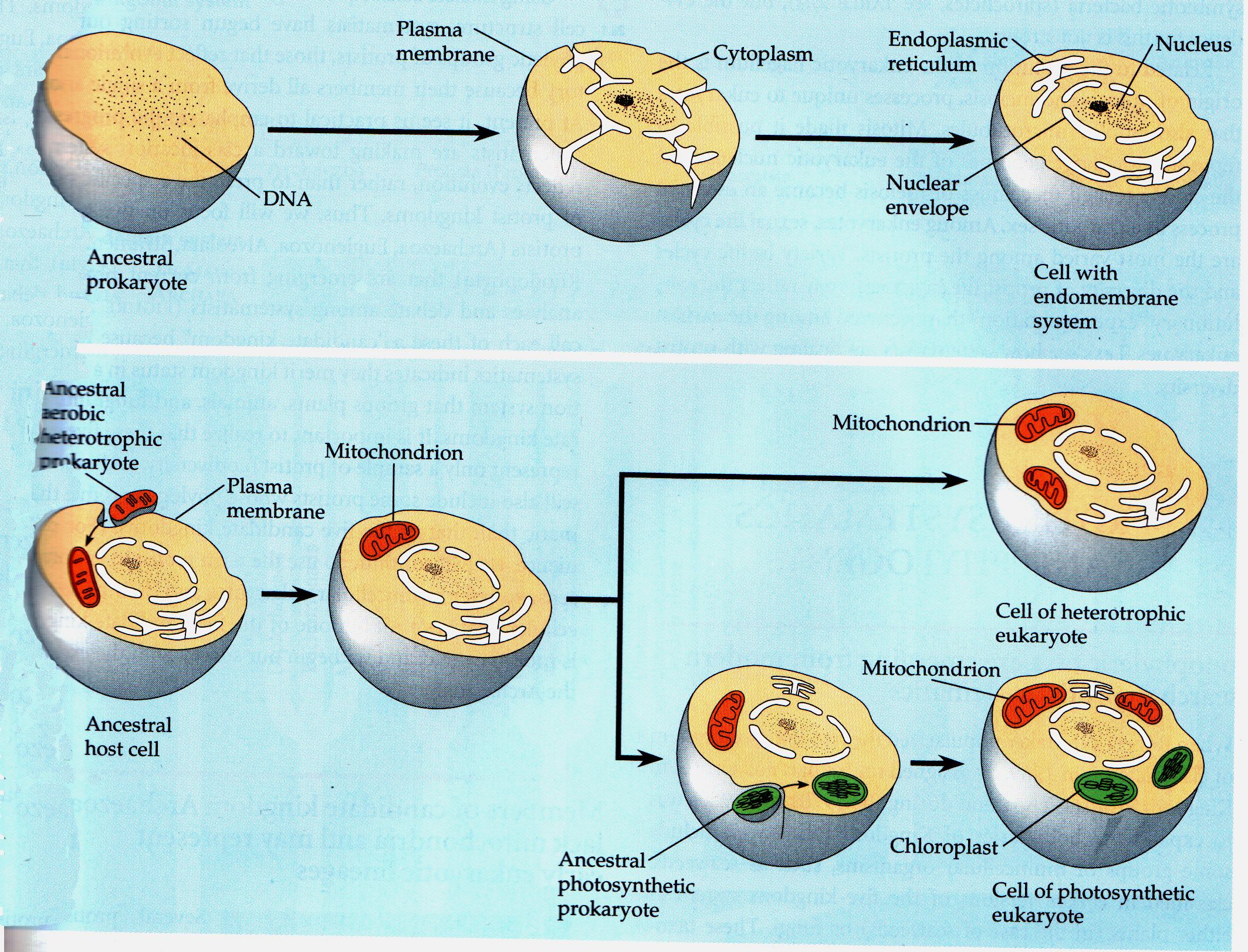 На рисунке изображен процесс метаболизма эукариотической клетки. Схема симбиотического возникновения эукариот. Инвагинационная гипотеза происхождения эукариот. Схема эволюции эукариотических клеток. Образование эукариотической клетки схема.
