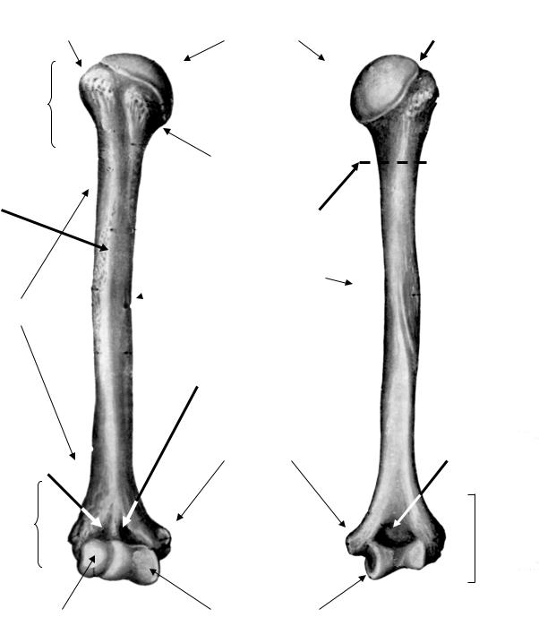 Ковид кости. Плечевая кость правая вид спереди. Плечевая кость правая вид спереди рисунок. Плечевая кость вид сбоку.