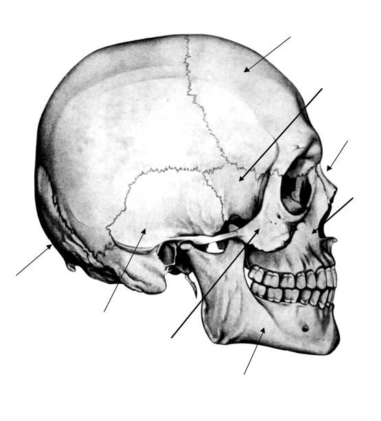 Подробный вид. Череп человека с названием костей. Скелет черепа человека строение. Скелет черепа человека анатомия. Скелет черепа человека с названием костей.