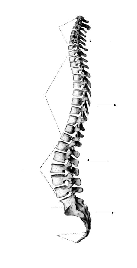 Позвоночник вид спереди рисунок