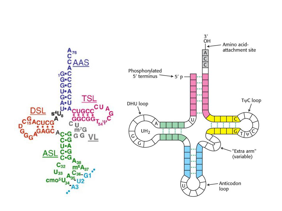 Вторичная рнк. Первичная структура ТРНК схема. Схема вторичной структуры ТРНК. Вторичная структура ТРНК клеверный лист. Строение вторичной структуры ТРНК.