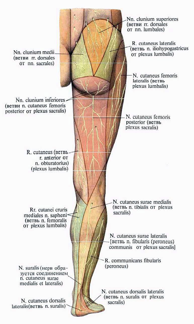 N suralis. Поверхностный малоберцовый нерв иннервирует мышцы. Иннервация мышц нижней конечности схема. Схема иннервации нервов нижних конечностей. Иннервация кожи бедра анатомия.